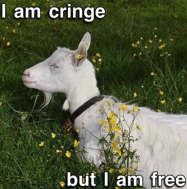 A meme image containing a background picture of a white goat with its eyes closed, relaxing in a green field with yellow flowers. Text reads, “I am cringe but I am free.”