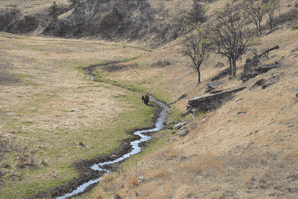 Image of a grassy field, full of mainly brown hues due to dead grass. A stream cuts through te center of the image in a wavy pattern, going up into the horizon. At the very center of the image, grazing near the stream, is a buffalo.